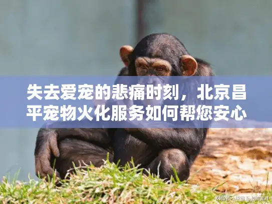 失去爱宠的悲痛时刻，北京昌平宠物火化服务如何帮您安心告别？