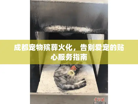 成都宠物殡葬火化，告别爱宠的贴心服务指南