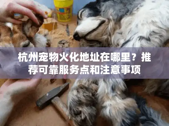 杭州宠物火化地址在哪里？推荐可靠服务点和注意事项