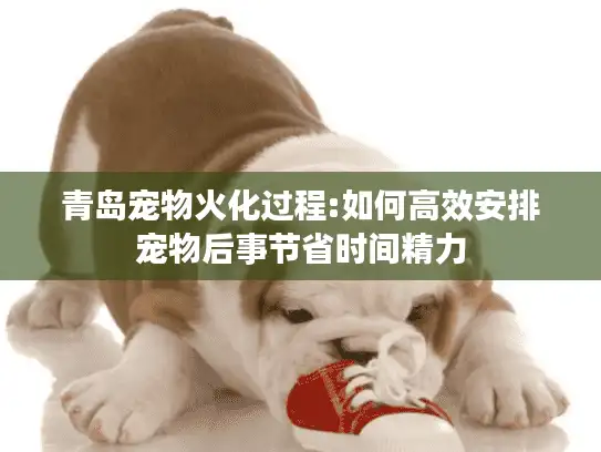 青岛宠物火化过程:如何高效安排宠物后事节省时间精力