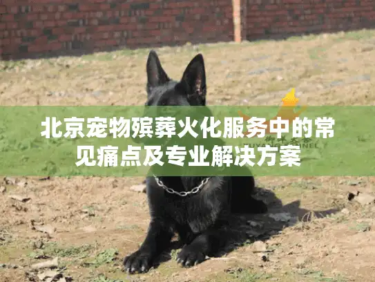 北京宠物殡葬火化服务中的常见痛点及专业解决方案