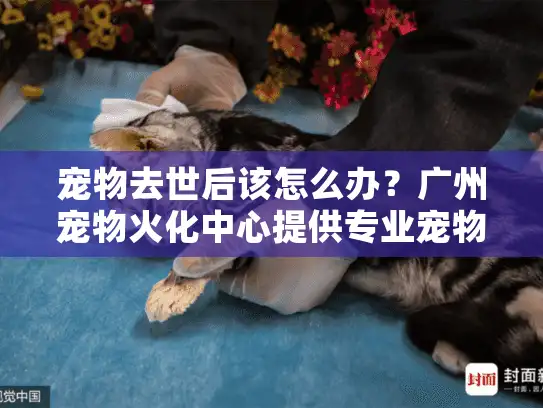宠物去世后该怎么办？广州宠物火化中心提供专业宠物殡葬服务