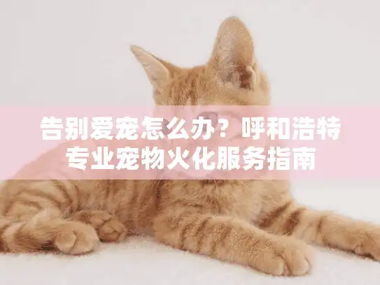 告别爱宠怎么办？呼和浩特专业宠物火化服务指南