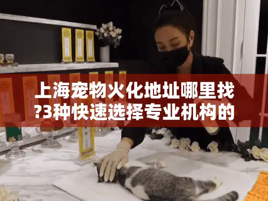 上海宠物火化地址哪里找?3种快速选择专业机构的方法
