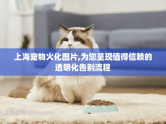 上海宠物火化图片,为您呈现值得信赖的透明化告别流程
