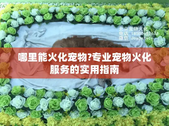 哪里能火化宠物?专业宠物火化服务的实用指南