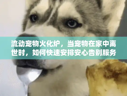 流动宠物火化炉，当宠物在家中离世时，如何快速安排安心告别服务？