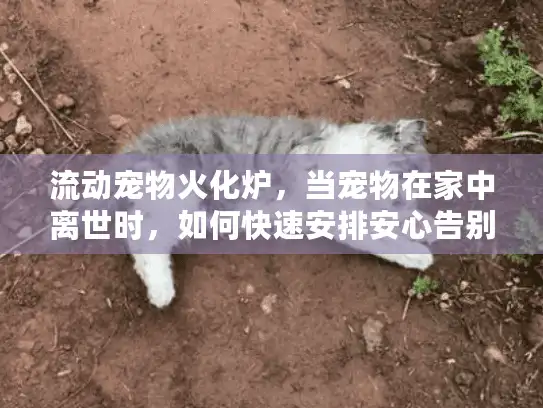 流动宠物火化炉，当宠物在家中离世时，如何快速安排安心告别服务？
