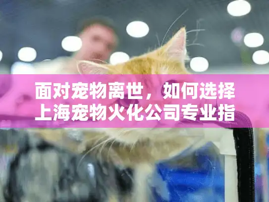 面对宠物离世，如何选择上海宠物火化公司专业指南