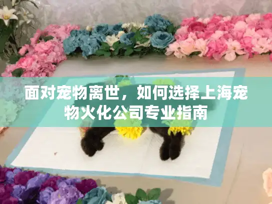 面对宠物离世，如何选择上海宠物火化公司专业指南