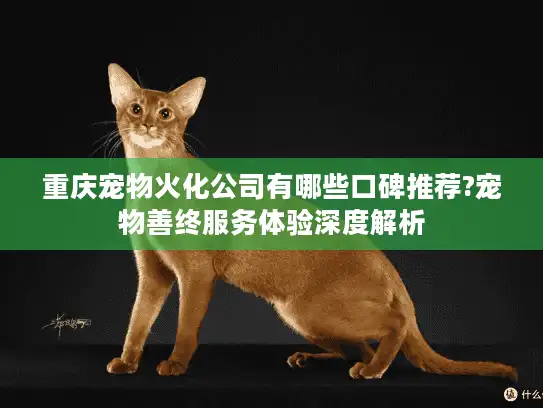 重庆宠物火化公司有哪些口碑推荐?宠物善终服务体验深度解析