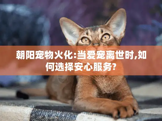 朝阳宠物火化:当爱宠离世时,如何选择安心服务?