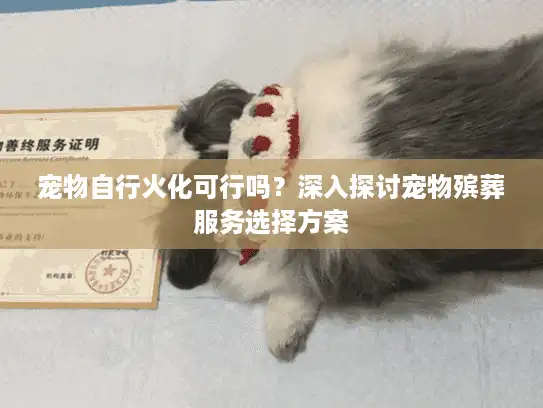 宠物自行火化可行吗？深入探讨宠物殡葬服务选择方案