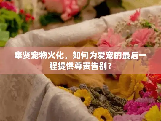 奉贤宠物火化，如何为爱宠的最后一程提供尊贵告别？