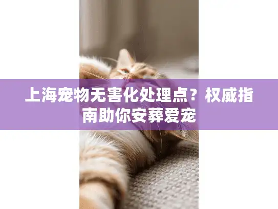 上海宠物无害化处理点？权威指南助你安葬爱宠