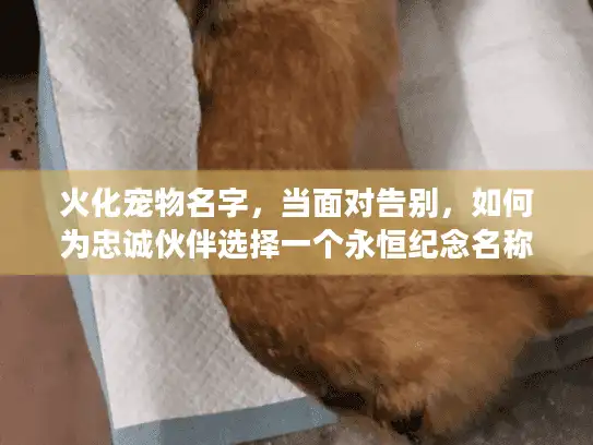 火化宠物名字，当面对告别，如何为忠诚伙伴选择一个永恒纪念名称？