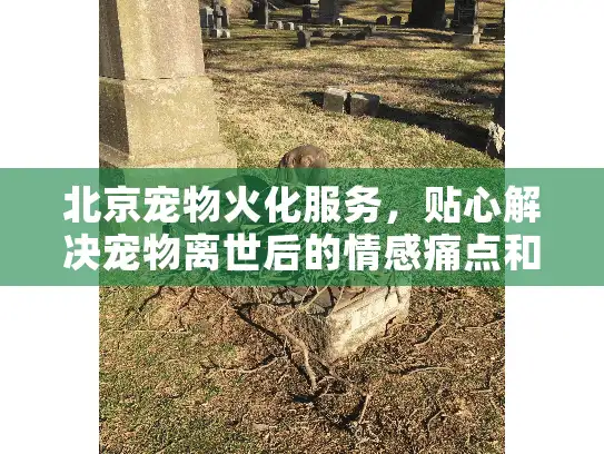 北京宠物火化服务，贴心解决宠物离世后的情感痛点和选择难题