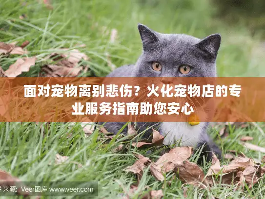 面对宠物离别悲伤？火化宠物店的专业服务指南助您安心