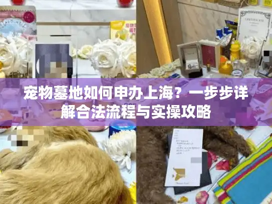 宠物墓地如何申办上海？一步步详解合法流程与实操攻略