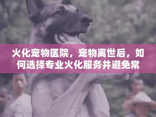 火化宠物医院，宠物离世后，如何选择专业火化服务并避免常见陷阱？