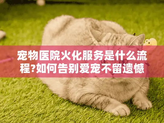 宠物医院火化服务是什么流程?如何告别爱宠不留遗憾?