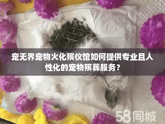 宠无界宠物火化殡仪馆如何提供专业且人性化的宠物殡葬服务？