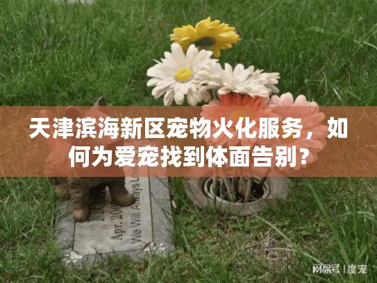 天津滨海新区宠物火化服务，如何为爱宠找到体面告别？