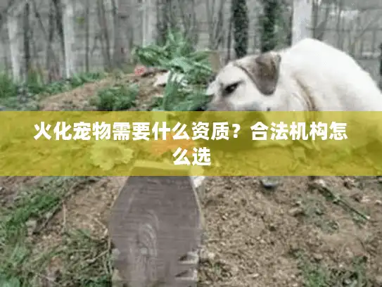 火化宠物需要什么资质？合法机构怎么选