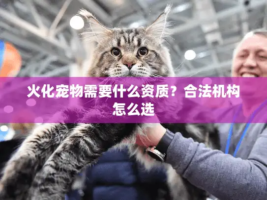 火化宠物需要什么资质？合法机构怎么选