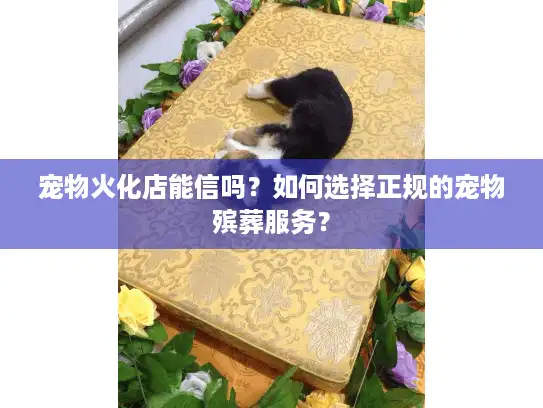 宠物火化店能信吗？如何选择正规的宠物殡葬服务？