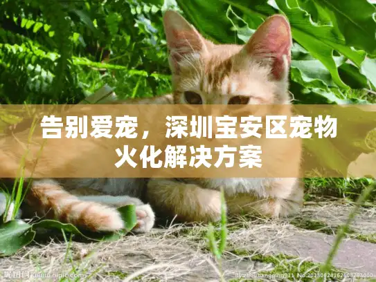 告别爱宠，深圳宝安区宠物火化解决方案
