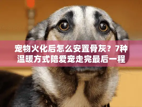 宠物火化后怎么安置骨灰？7种温暖方式陪爱宠走完最后一程