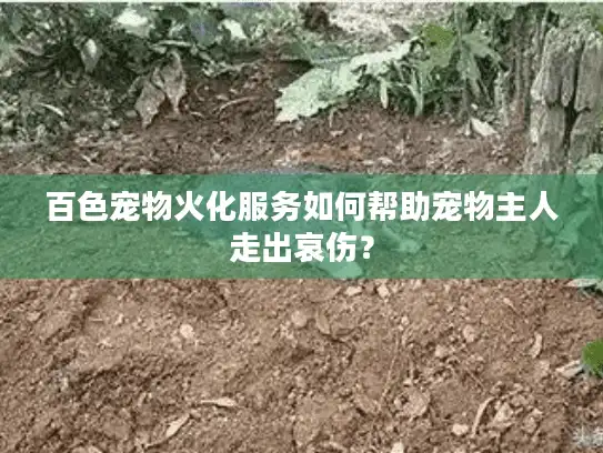 百色宠物火化服务如何帮助宠物主人走出哀伤？