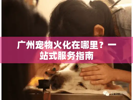 广州宠物火化在哪里？一站式服务指南