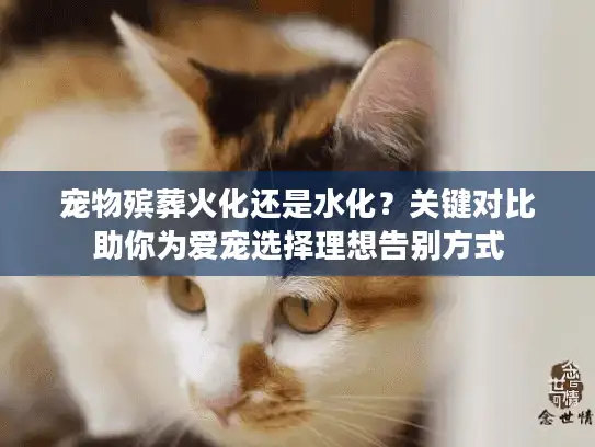 宠物殡葬火化还是水化？关键对比助你为爱宠选择理想告别方式