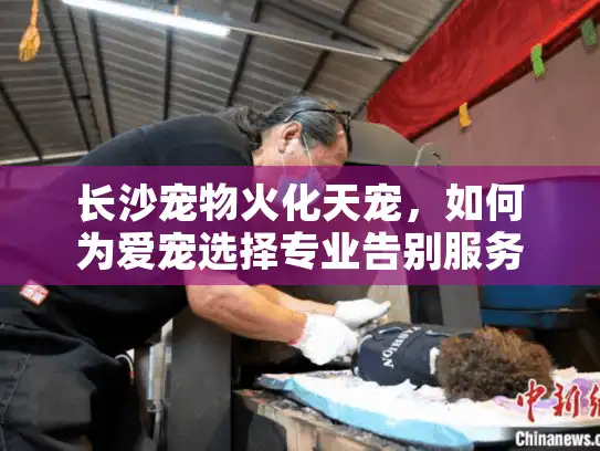 长沙宠物火化天宠，如何为爱宠选择专业告别服务？