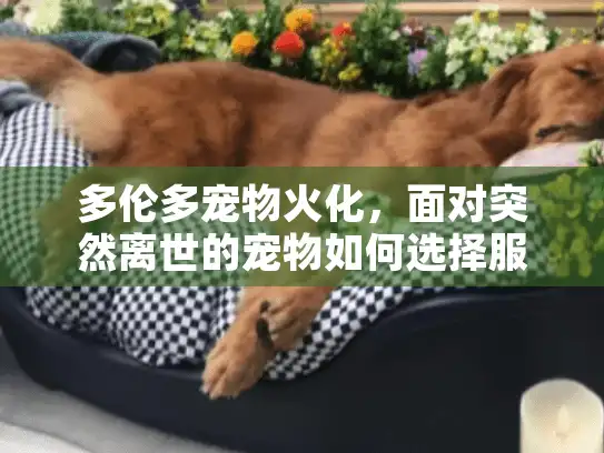 多伦多宠物火化，面对突然离世的宠物如何选择服务机构？