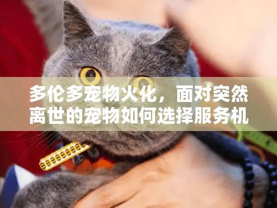 多伦多宠物火化，面对突然离世的宠物如何选择服务机构？