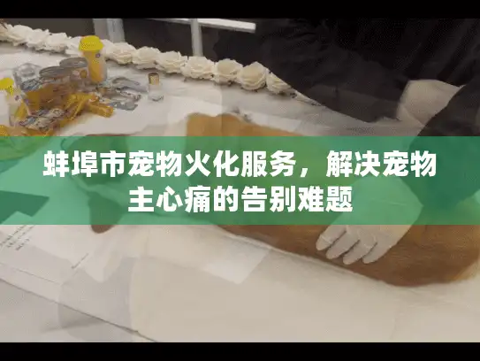 蚌埠市宠物火化服务，解决宠物主心痛的告别难题