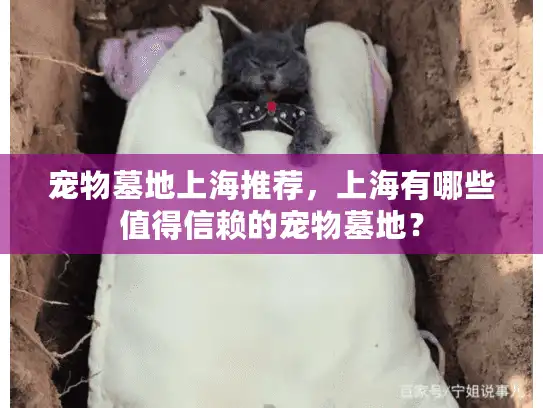 宠物墓地上海推荐，上海有哪些值得信赖的宠物墓地？