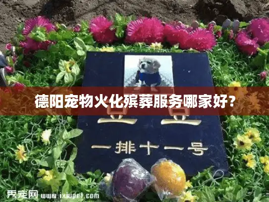 德阳宠物火化殡葬服务哪家好？