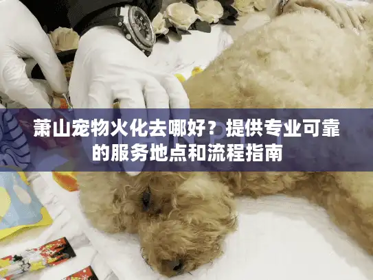 萧山宠物火化去哪好？提供专业可靠的服务地点和流程指南