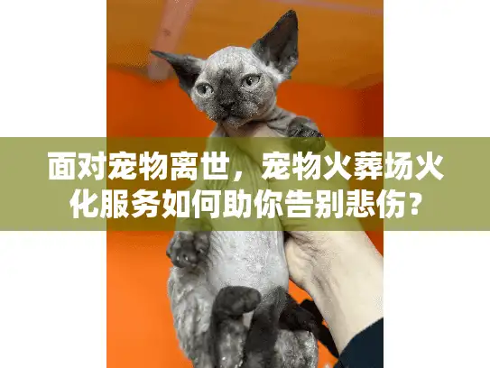 面对宠物离世，宠物火葬场火化服务如何助你告别悲伤？