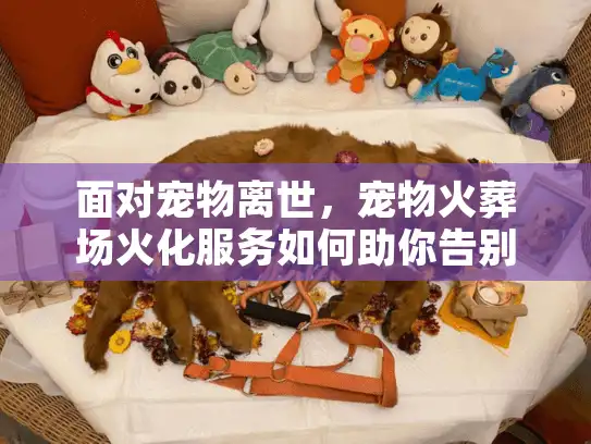 面对宠物离世，宠物火葬场火化服务如何助你告别悲伤？