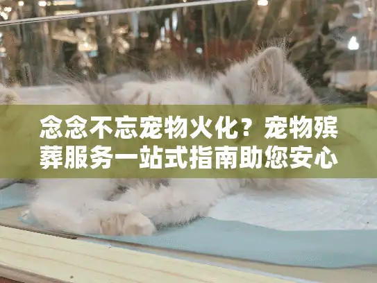 念念不忘宠物火化？宠物殡葬服务一站式指南助您安心告别