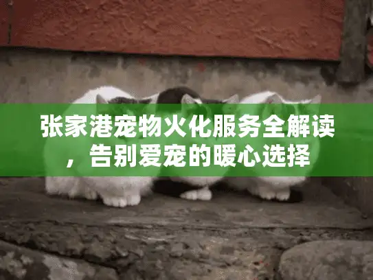 张家港宠物火化服务全解读，告别爱宠的暖心选择