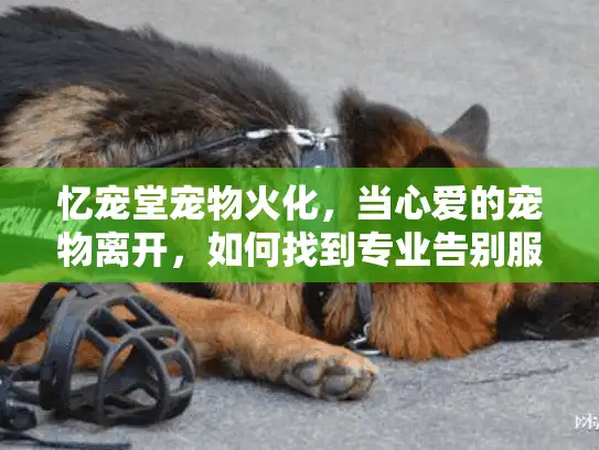 忆宠堂宠物火化，当心爱的宠物离开，如何找到专业告别服务？