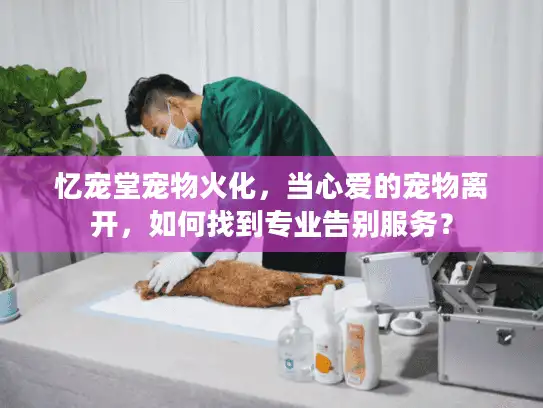 忆宠堂宠物火化，当心爱的宠物离开，如何找到专业告别服务？