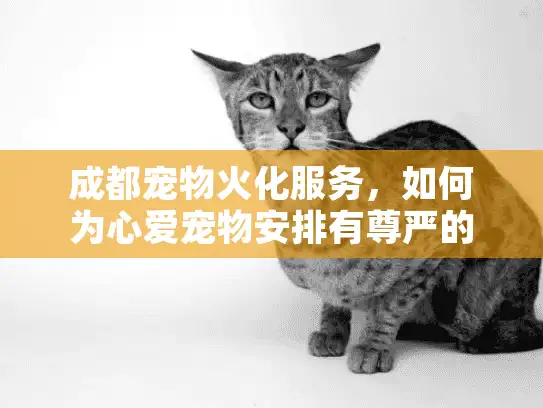 成都宠物火化服务，如何为心爱宠物安排有尊严的告别？