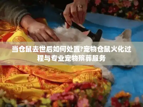 当仓鼠去世后如何处置?宠物仓鼠火化过程与专业宠物殡葬服务